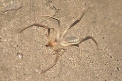 Eremobatidae
