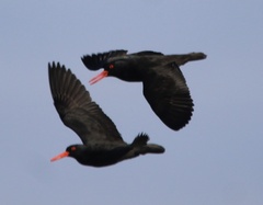 Haematopus fuliginosus