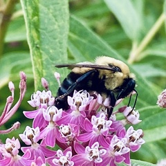 Bombus