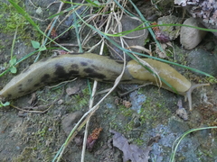 Ariolimax columbianus