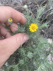 Thymophylla pentachaeta