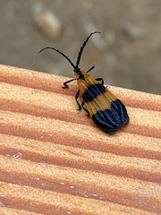 Calopteron terminale