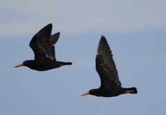 Haematopus fuliginosus