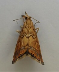 Glaucocharis leucoxantha