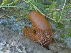 Arion