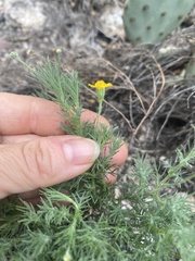 Thymophylla pentachaeta