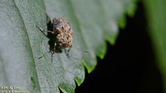 Exechesops leucopis