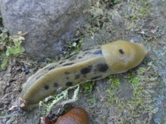 Ariolimax columbianus