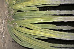 Lophocereus schottii