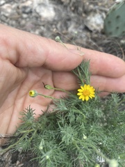 Thymophylla pentachaeta
