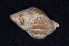 Cominella maculosa
