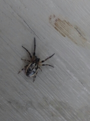 Larinioides cornutus