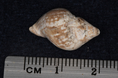 Cominella maculosa
