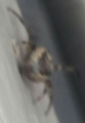 Larinioides cornutus