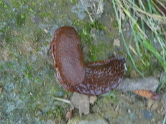 Arion