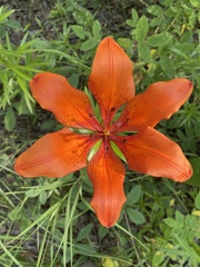 Lilium philadelphicum