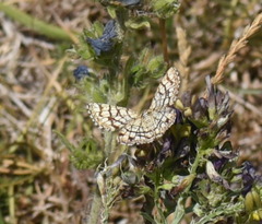 Chiasmia clathrata
