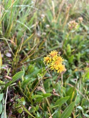 Solidago