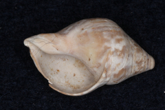 Cominella maculosa