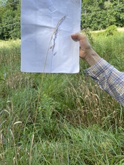 Phalaris arundinacea