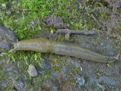 Ariolimax columbianus