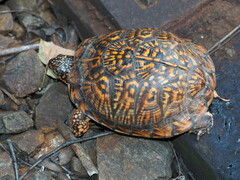 Terrapene carolina carolina