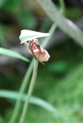 Cypripedium acaule