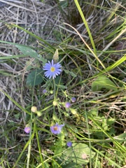 Symphyotrichum oolentangiense