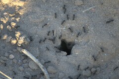 Veromessor pergandei