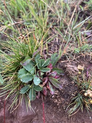 Fragaria