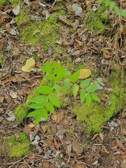Streptopus lanceolatus
