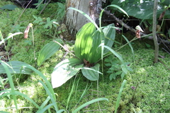 Cypripedium acaule
