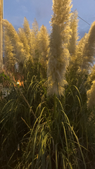 Cortaderia selloana