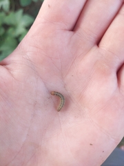 Homoeosoma electella