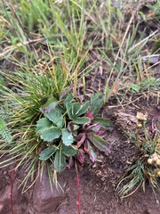 Fragaria
