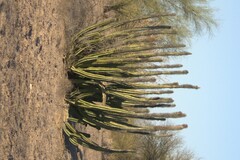 Lophocereus schottii