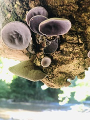 Auricularia