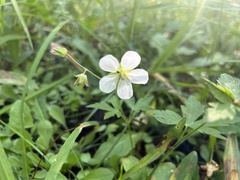 Geranium richardsonii