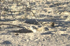 Xerospermophilus tereticaudus