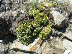 Saxifraga paniculata