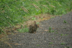 Sylvilagus bachmani