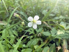 Geranium richardsonii