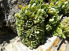 Saxifraga paniculata