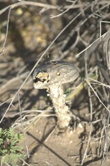 Podaxis pistillaris