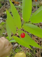 Streptopus lanceolatus