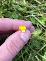 Ranunculus occidentalis