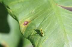 Conocephalus brevipennis