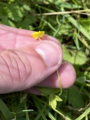 Ranunculus occidentalis