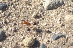Pogonomyrmex californicus