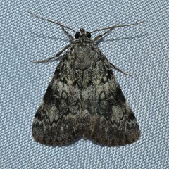 Catocala lineella